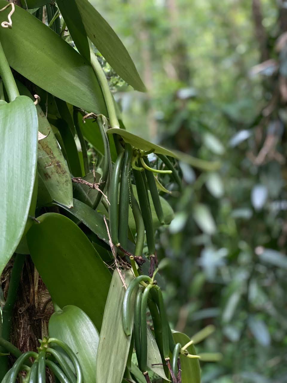 Lianes de vanille sur tuteurs, plantation Manado