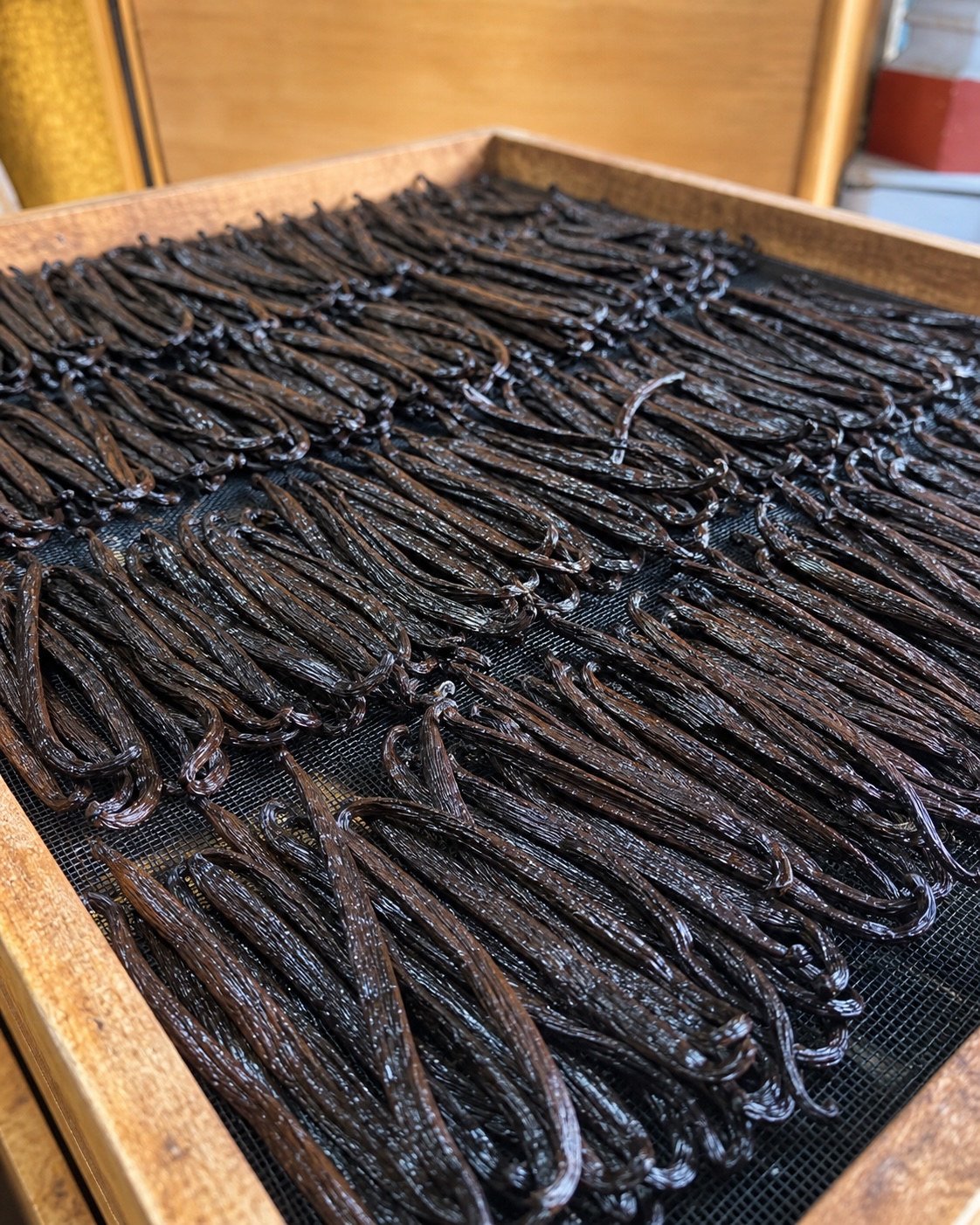 Gousses en séchage sur claie de bois