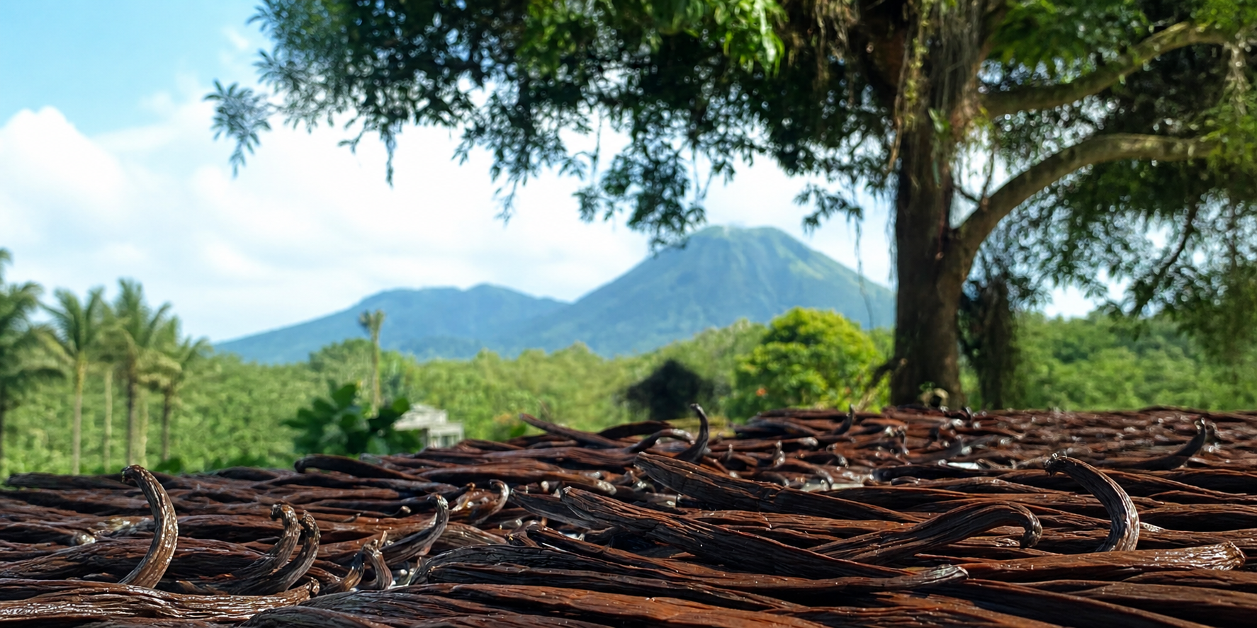 Paysage du nord Sulawesi, région de Manado