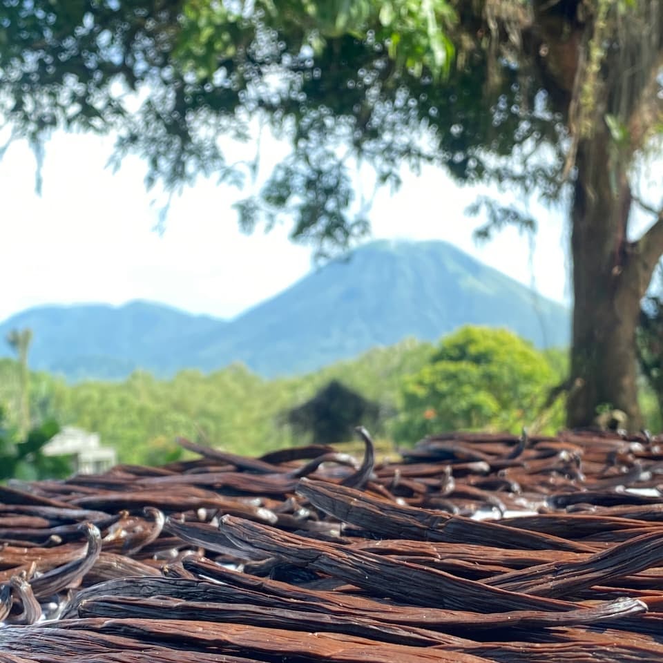 Gousses de vanille au séchage, volcan de Tomohon en arrière-plan