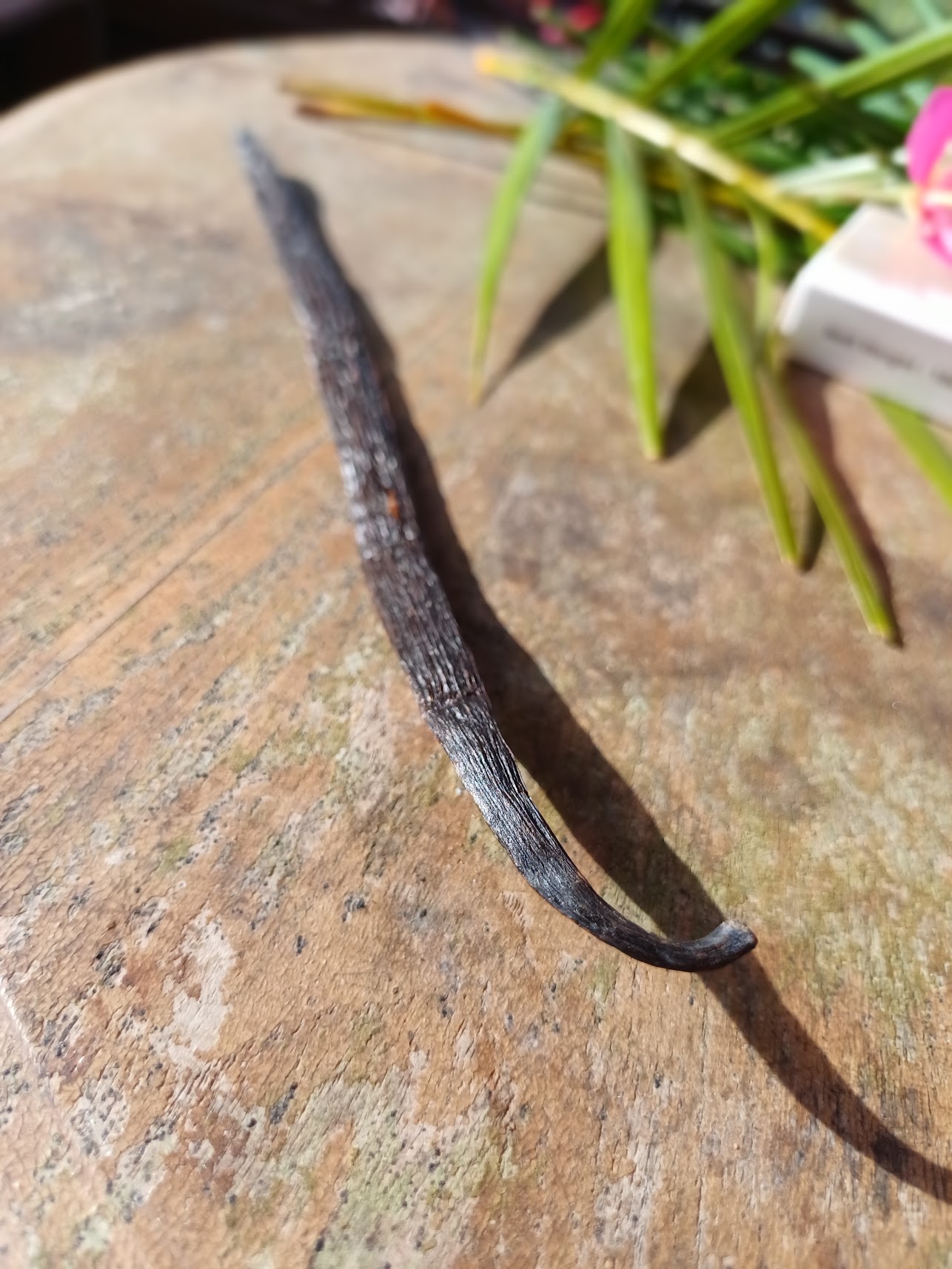 Gousse de vanille des Célèbes sur bois